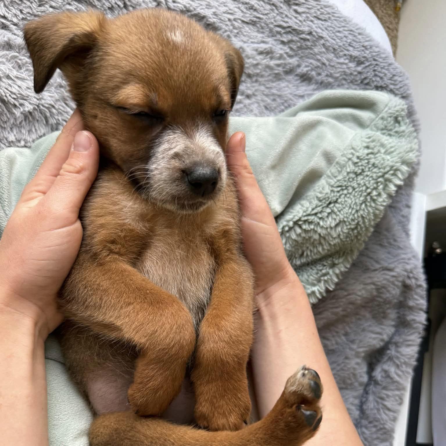 Enlarge Butterscotch, a Adoptable mixed breed in Raleigh, NC image 3/3