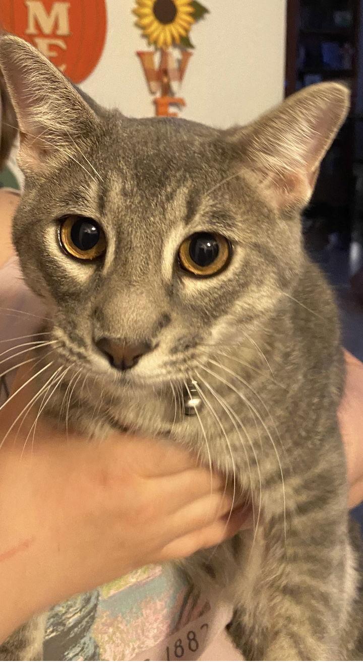 Enlarge Sammy, a Adoptable Domestic Short Hair in Visalia, CA image 1/1