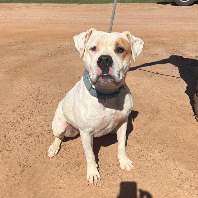 Cowboy, Adoptable, Adult Male American Bulldog.