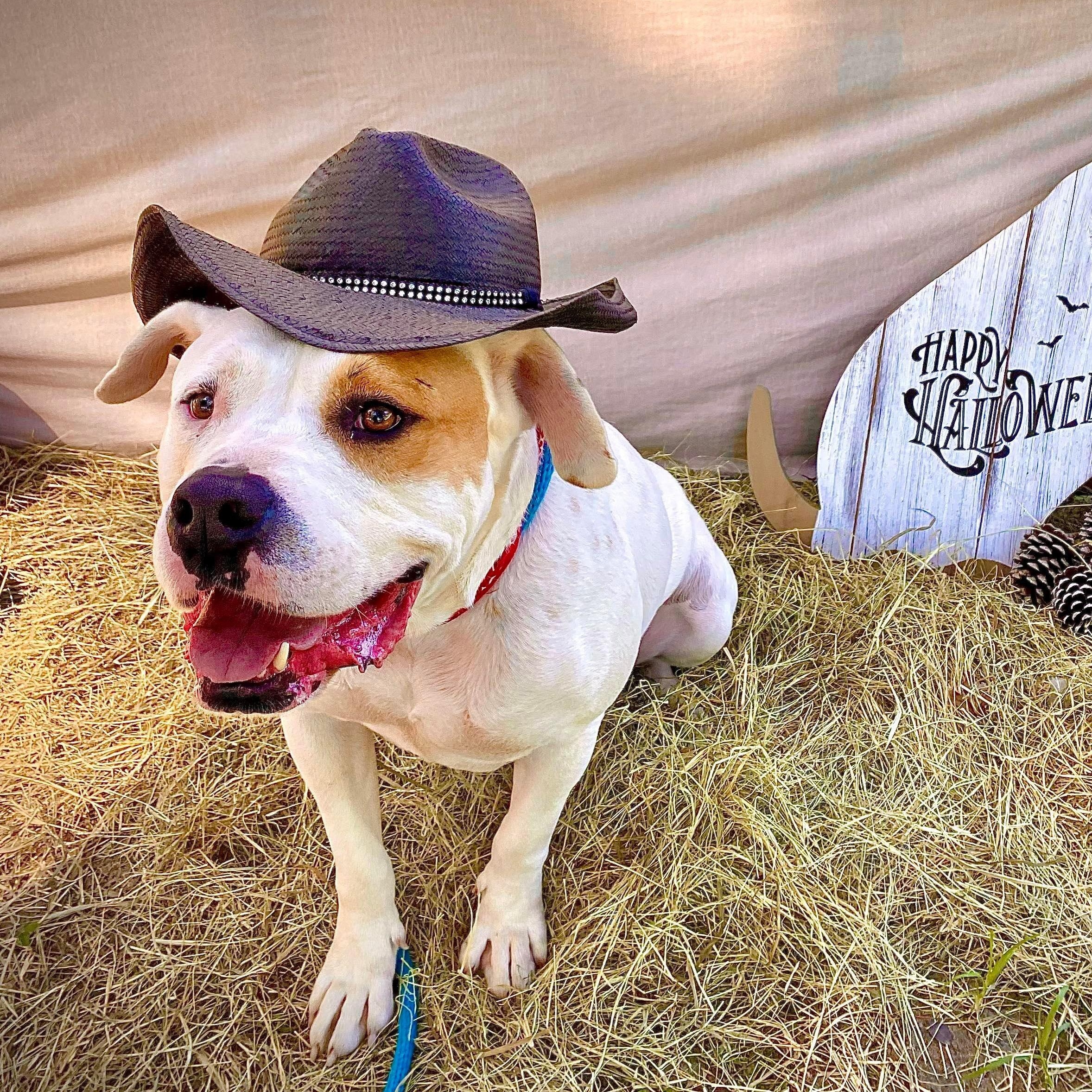 Cowboy, a Adoptable mixed breed in Willis, TX image 6/6