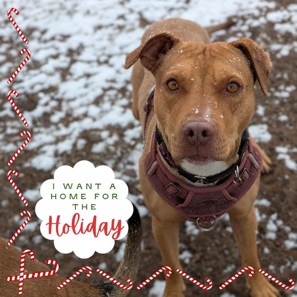 Enlarge Audrey - shy, loves dogs., a Adoptable Pit Bull Terrier in Flagstaff, AZ image 1/4