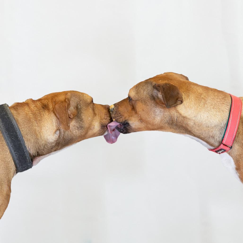 Enlarge Audrey, a Adoptable Pit Bull Terrier in Flagstaff, AZ image 1/6