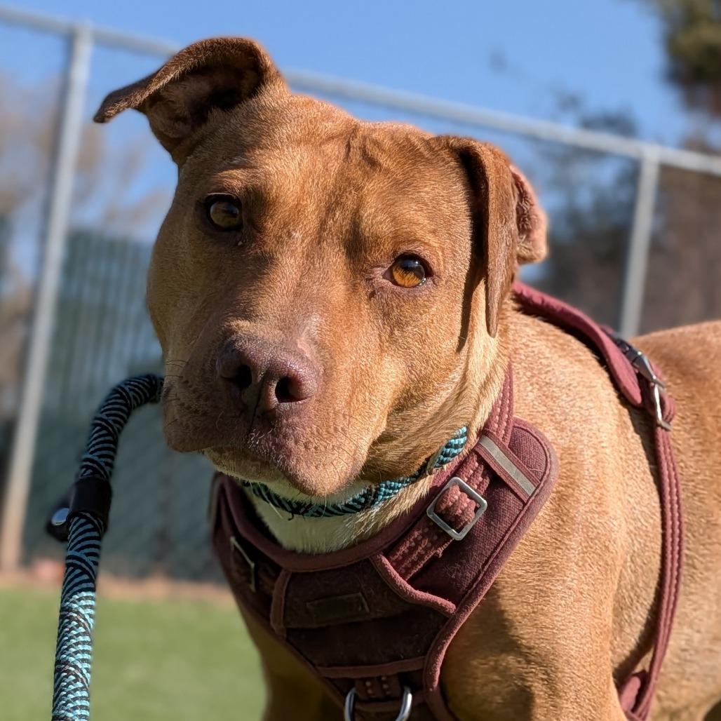 Enlarge Audrey - shy, loves dogs., a Adoptable Pit Bull Terrier in Flagstaff, AZ image 2/4