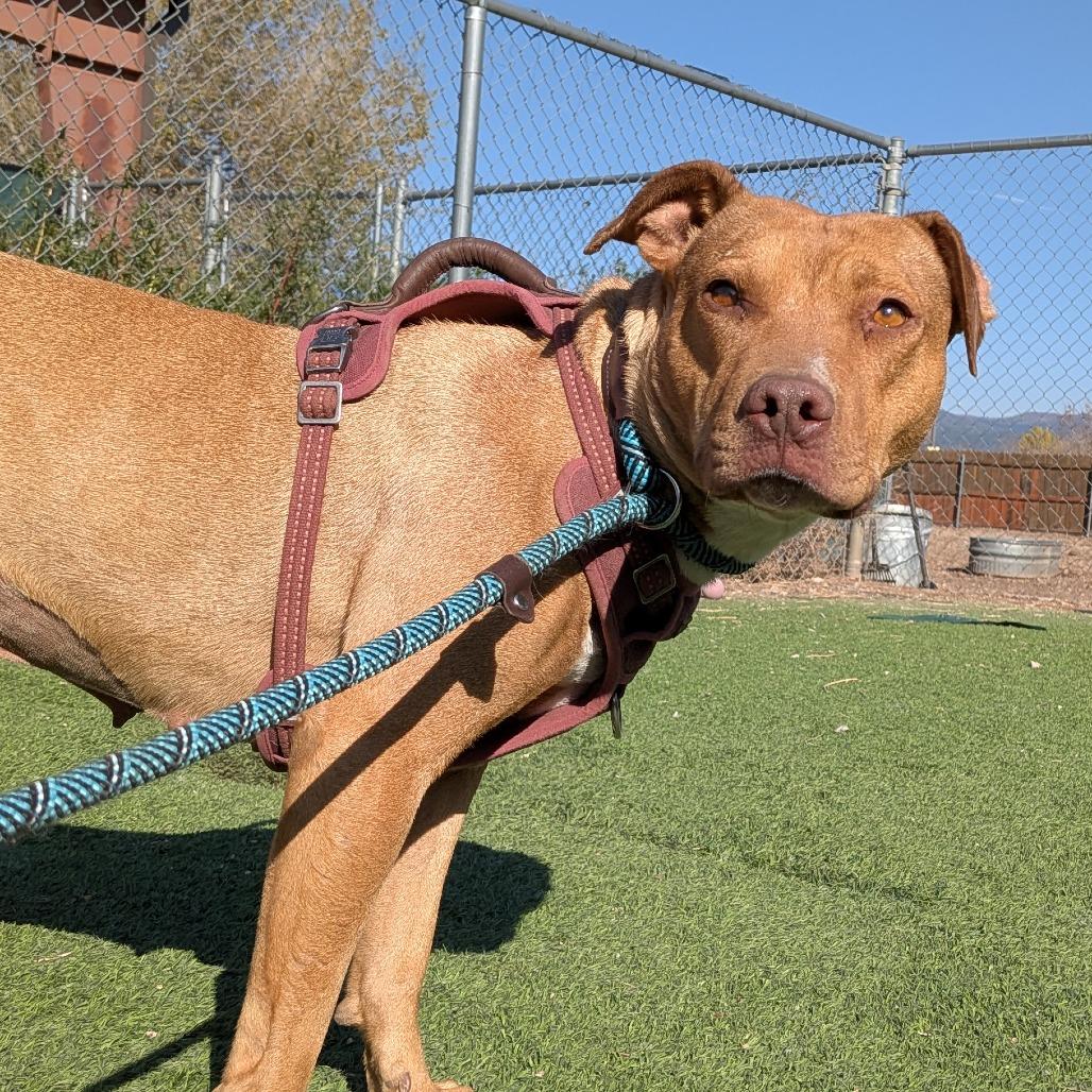 Enlarge Audrey - shy, loves dogs., a Adoptable Pit Bull Terrier in Flagstaff, AZ image 3/4