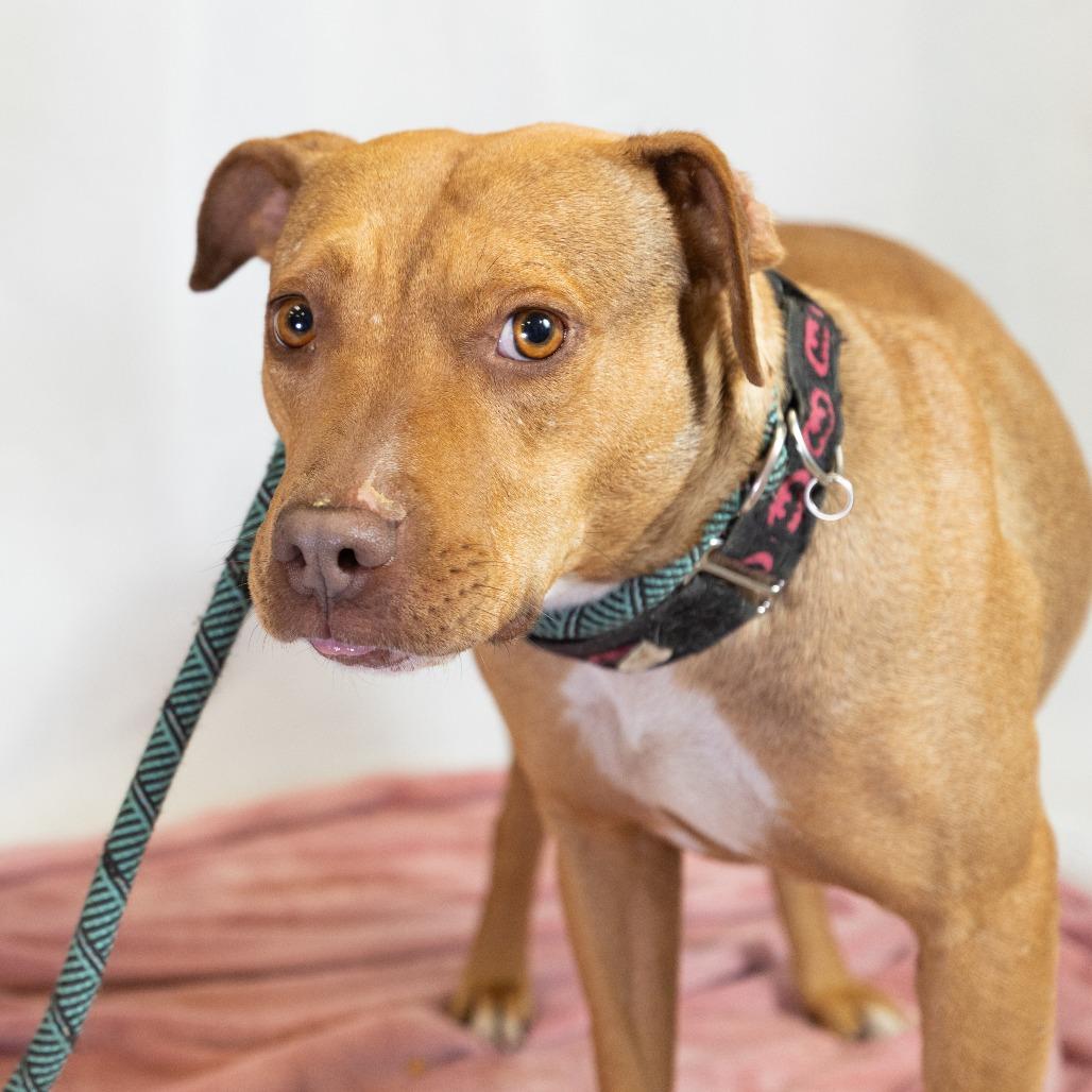 Enlarge Audrey, a Adoptable Pit Bull Terrier in Flagstaff, AZ image 4/6