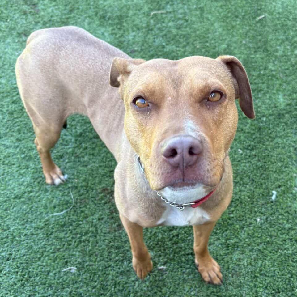 Audrey, a Adoptable Pit Bull Terrier in Flagstaff, AZ image 4/6