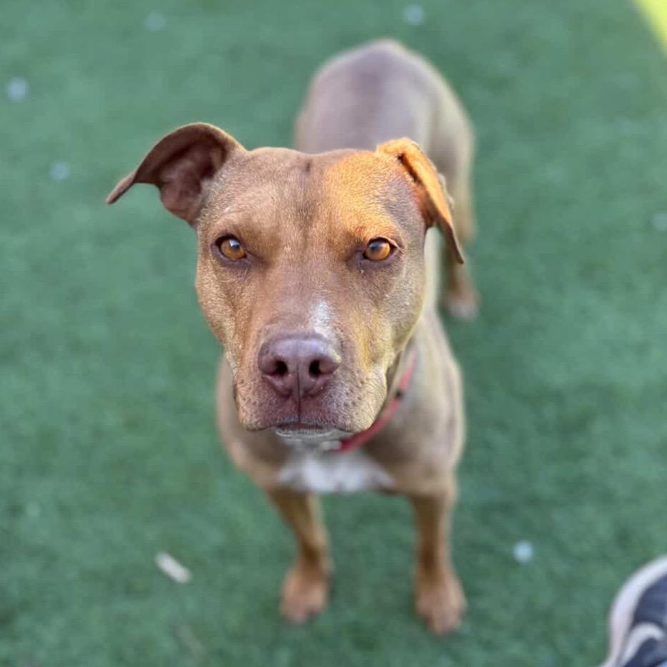 Audrey, a Adoptable Pit Bull Terrier in Flagstaff, AZ image 5/6