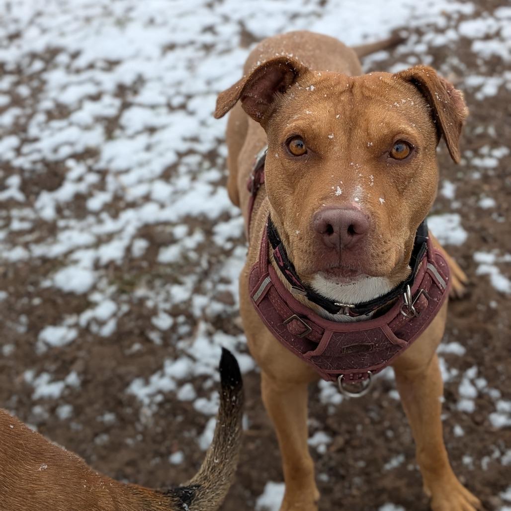 Enlarge Audrey - shy, loves dogs., a Adoptable Pit Bull Terrier in Flagstaff, AZ image 4/4