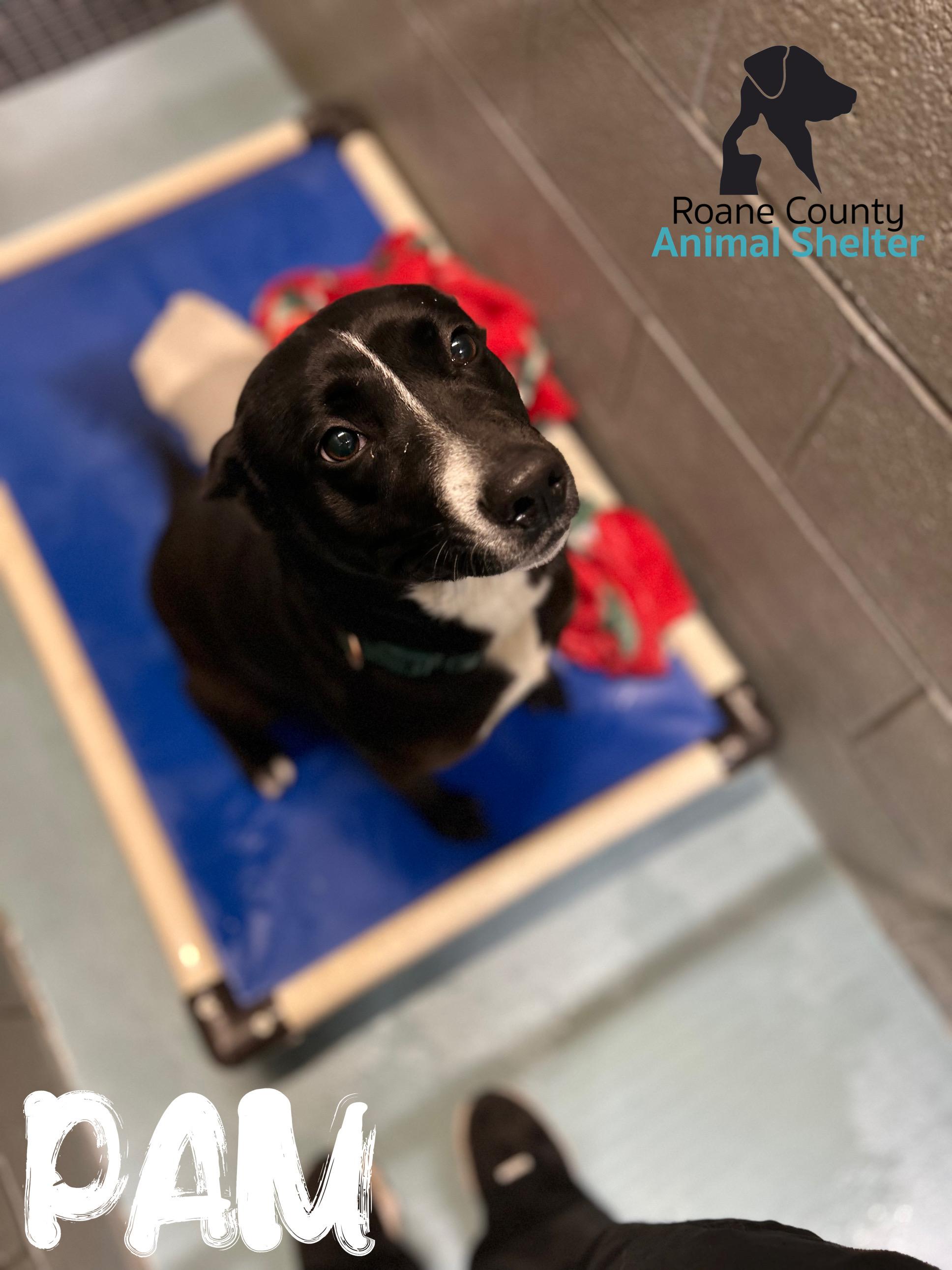 Pam, ADOPTABLE, Adult Female Black Labrador Retriever & Pit Bull Terrier.