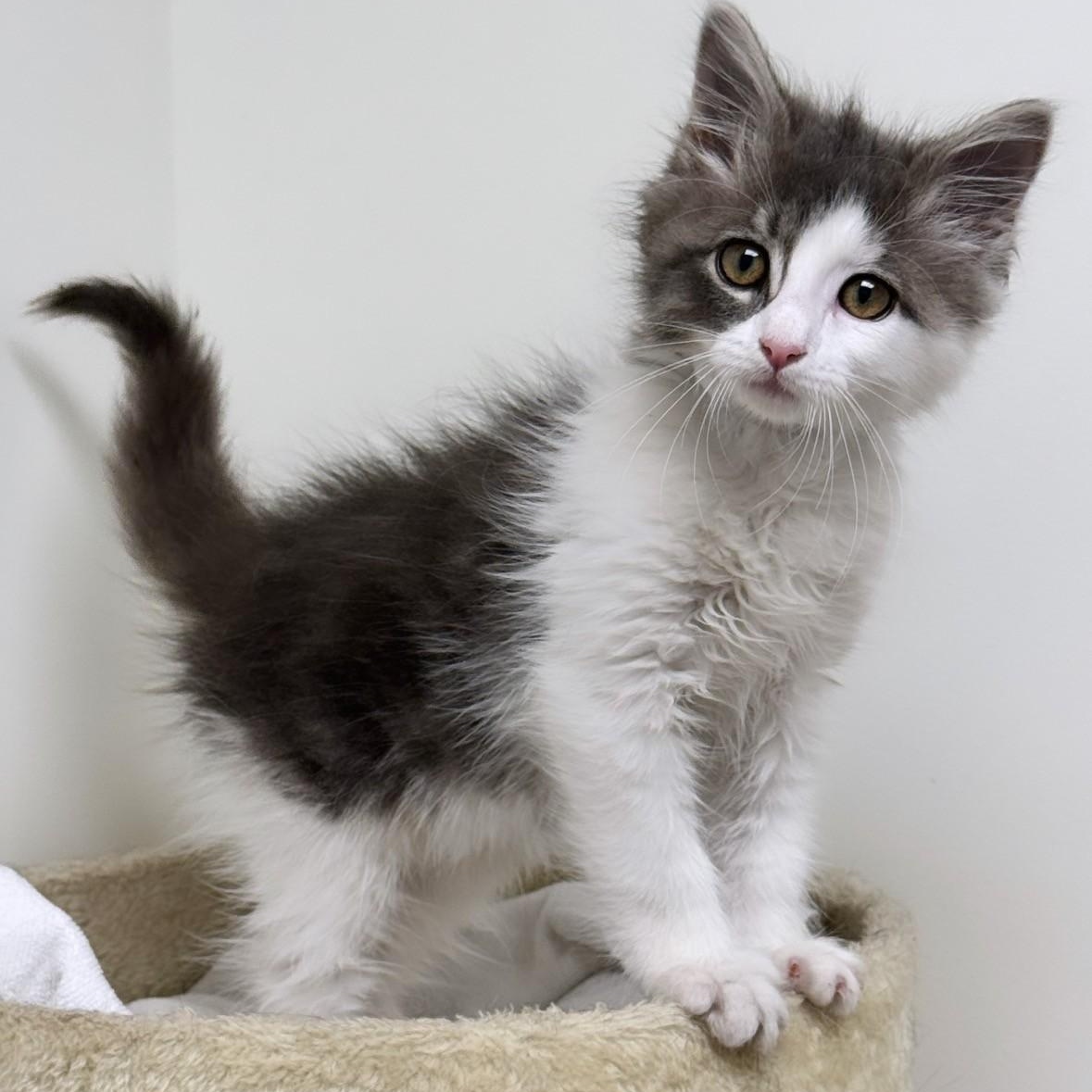 Enlarge Ghost, an adopted Domestic Long Hair in Syosset, NY image 1/1
