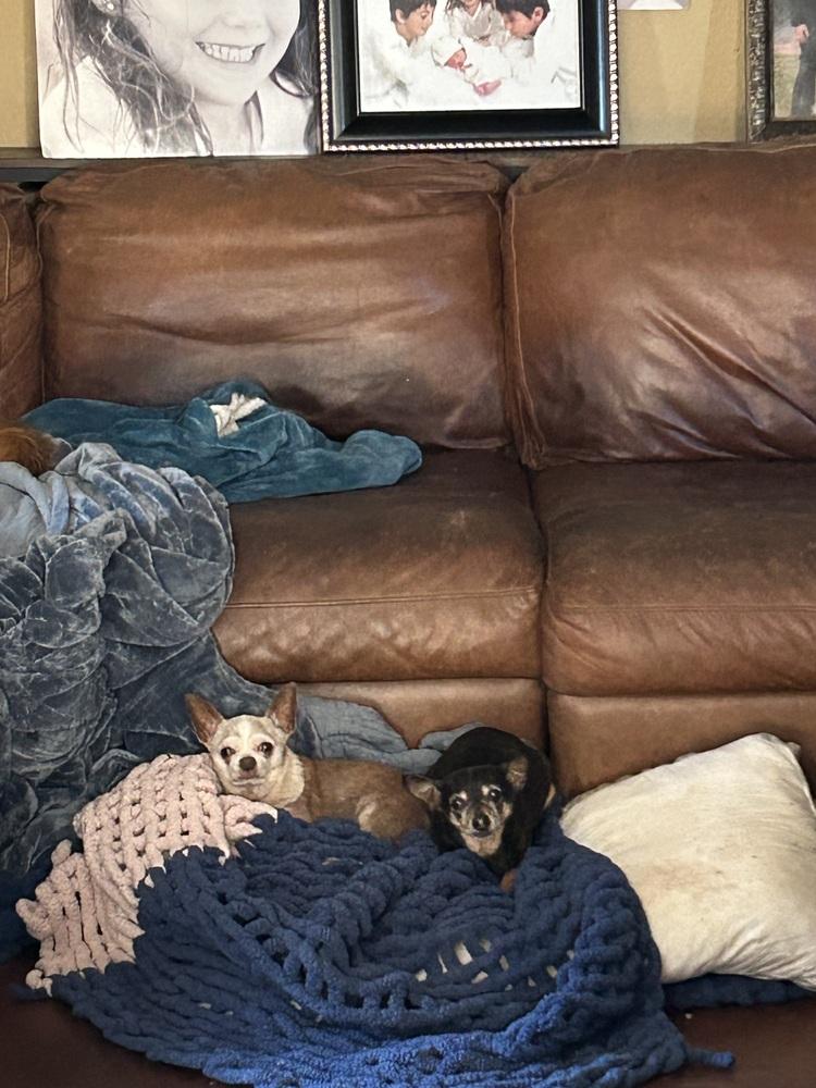 Adriana, Adoptable, Senior Female Chihuahua.