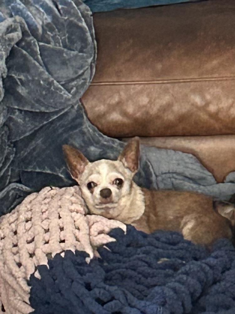 Enlarge Adriana, a Adoptable Chihuahua in San Diego, CA image 2/2