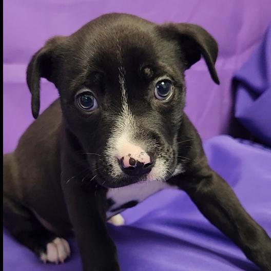 Imala, Adoptable, Puppy Female Mixed Breed.