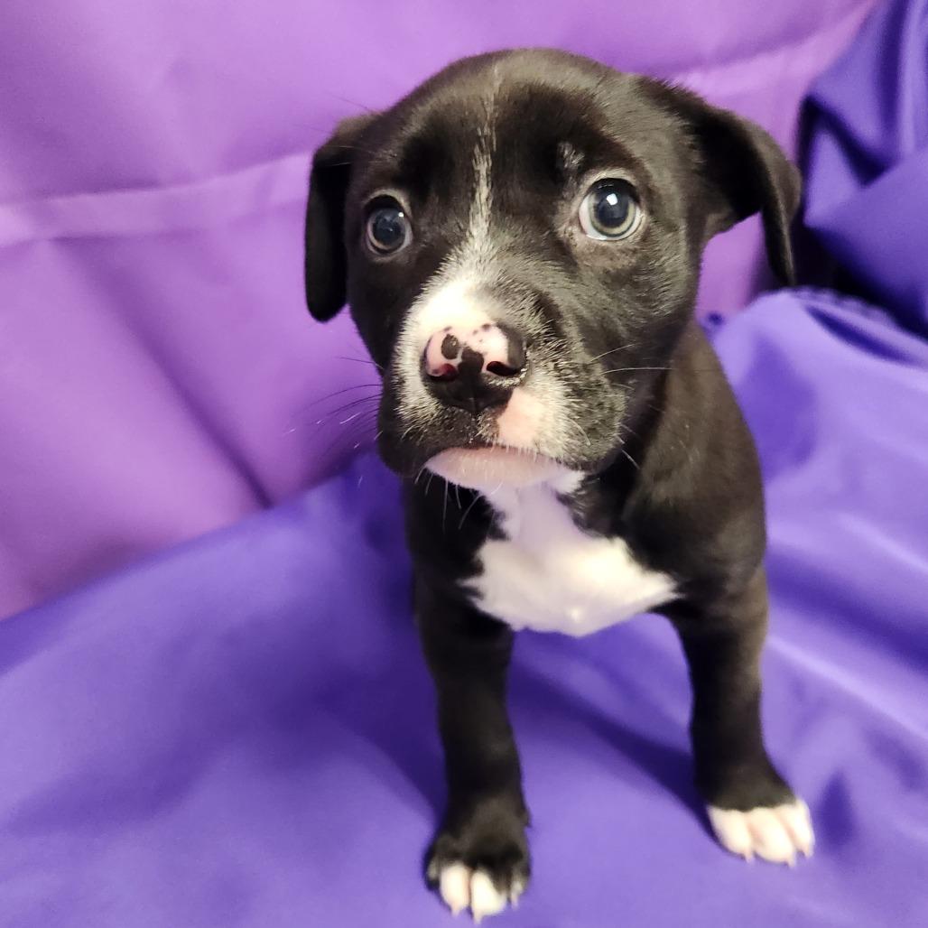 Enlarge Imala, a Adoptable Mixed Breed in North Myrtle Beach, SC image 2/2