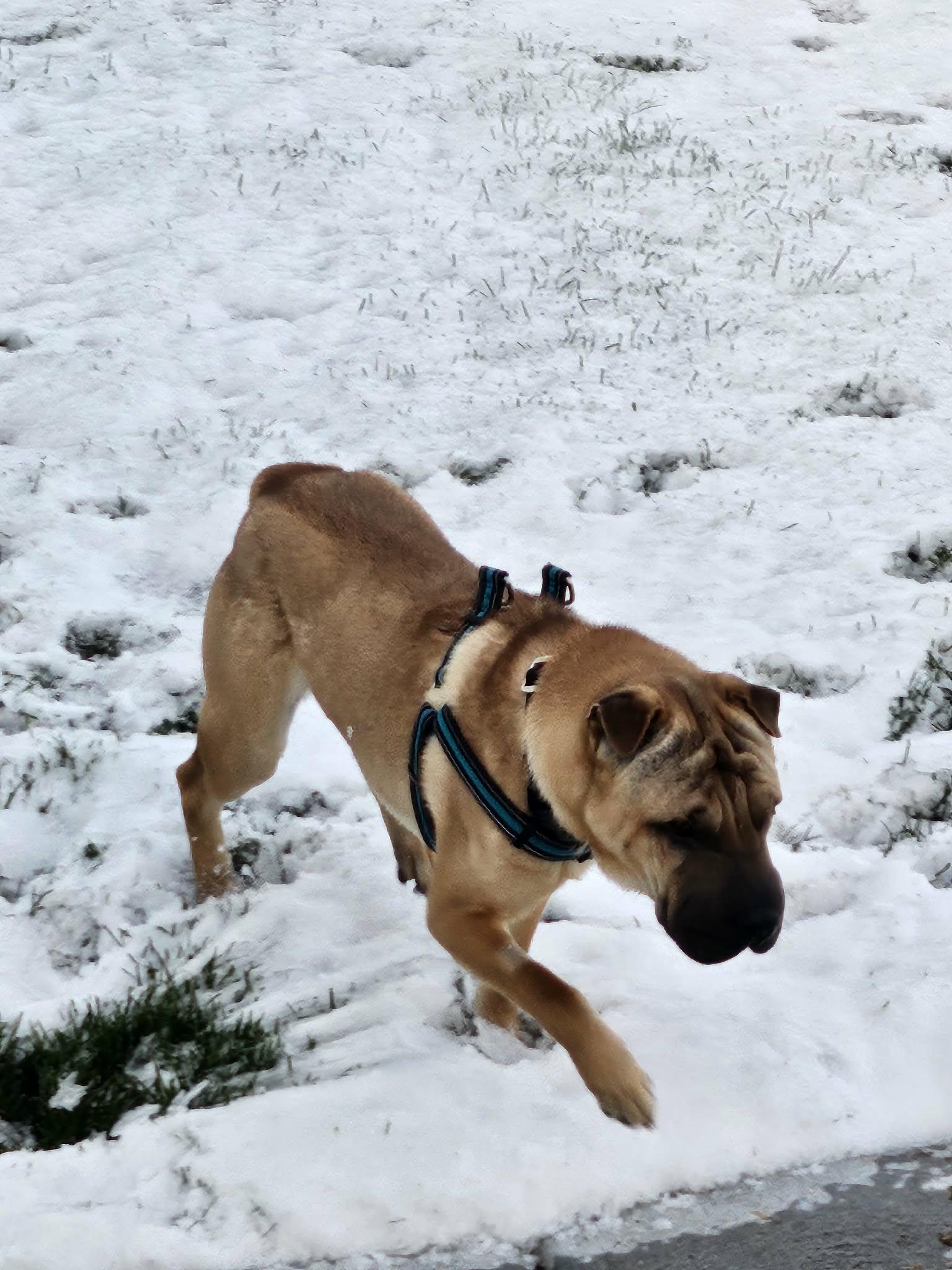 Enlarge Creed, a Adoptable Shar-Pei in Idaho Falls, ID image 1/2