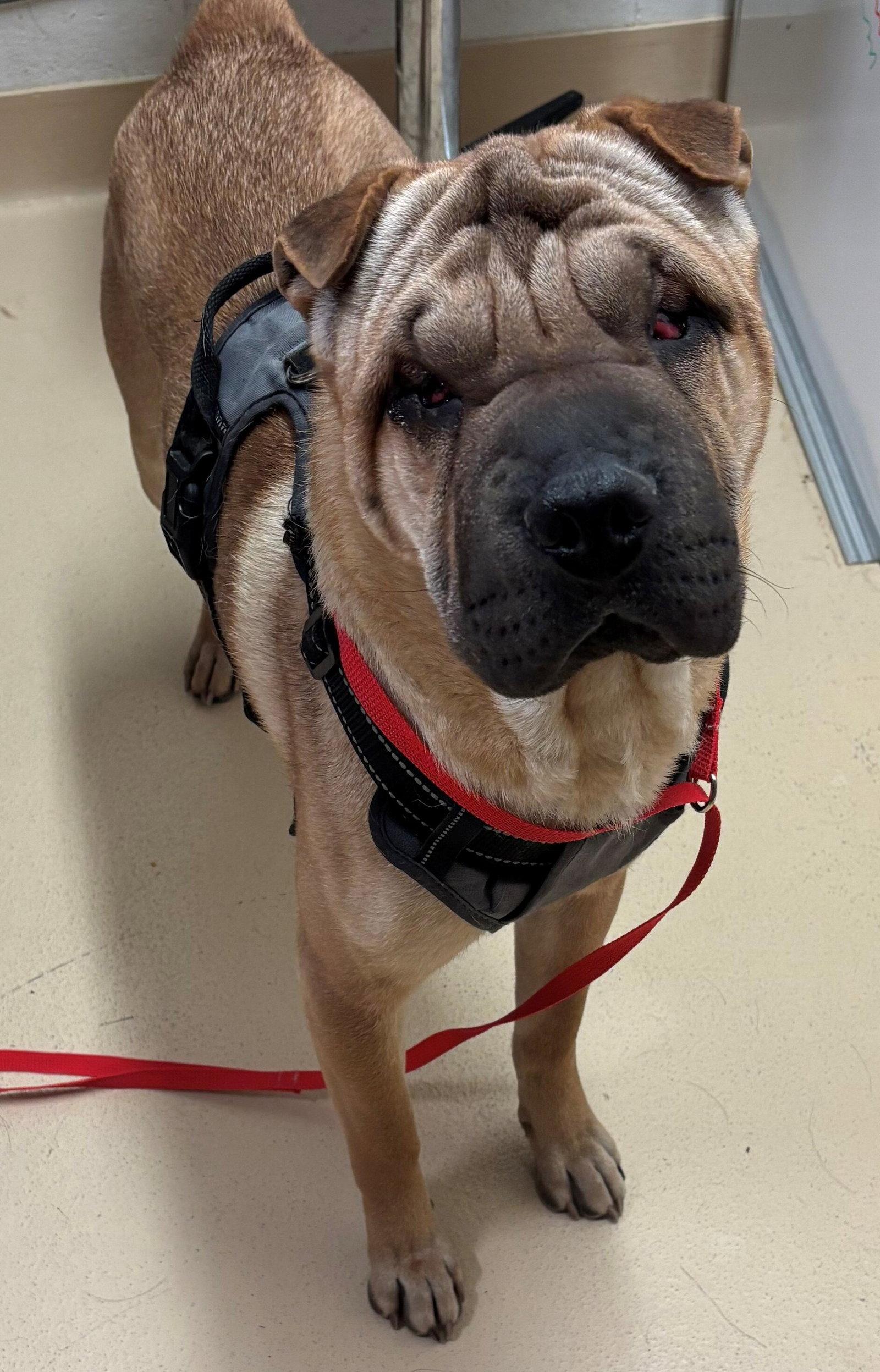 Enlarge Creed, a Adoptable Shar-Pei in Idaho Falls, ID image 2/2