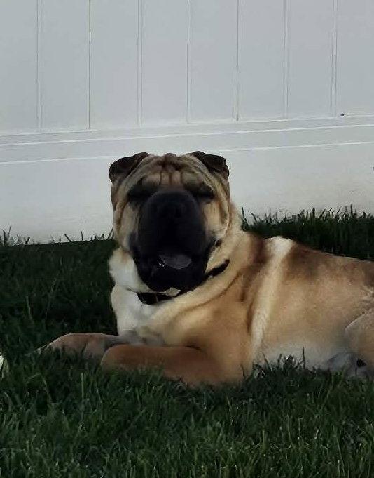 Creed, a Adoptable Shar-Pei in Idaho Falls, ID image 1/3