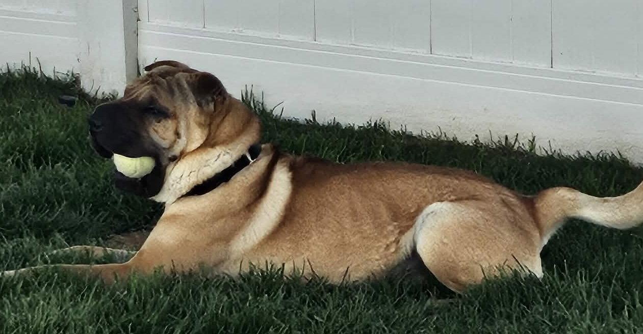 Creed, a Adoptable Shar-Pei in Idaho Falls, ID image 2/3