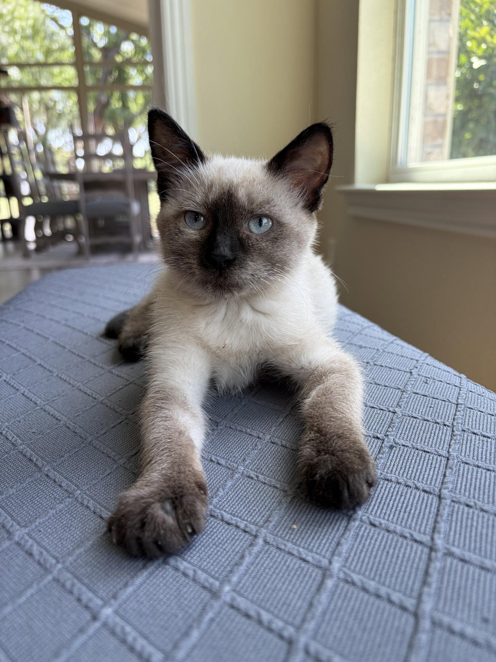 Mariah, Adopted, Kitten Female Siamese.