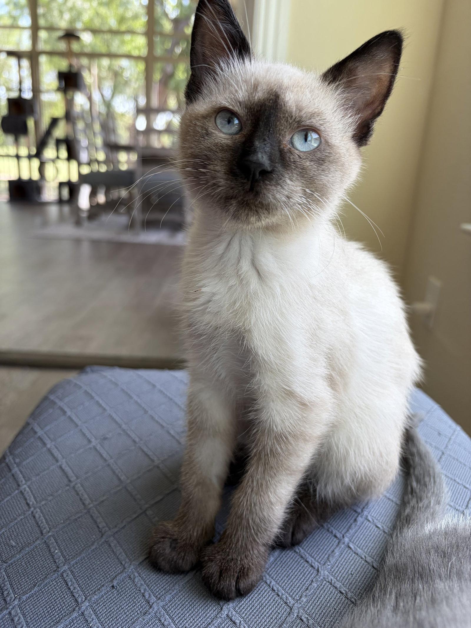 Enlarge Mariah, a Adopted Siamese in Plano, TX image 2/3