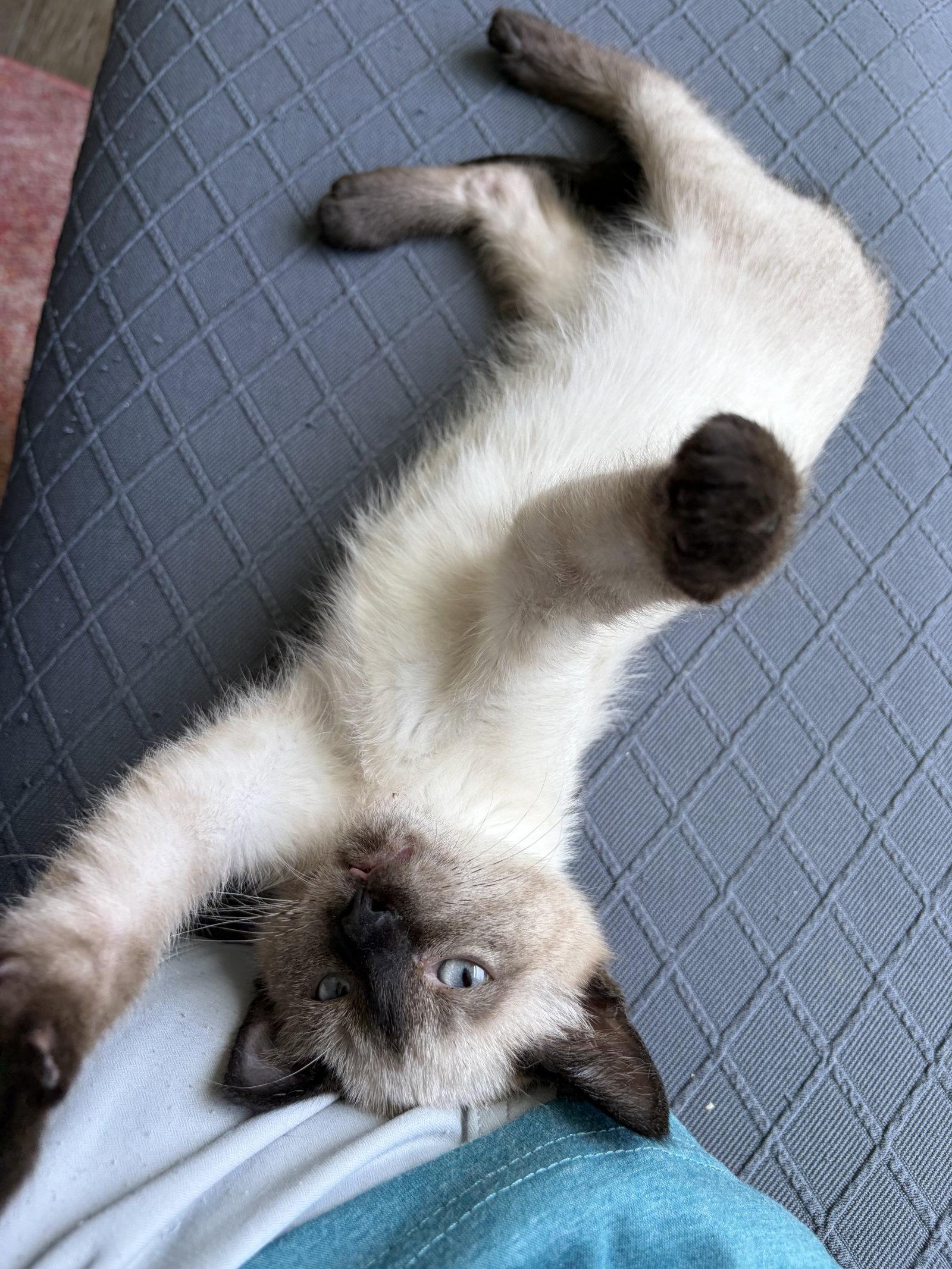 Enlarge Mariah, a Adopted Siamese in Plano, TX image 3/3