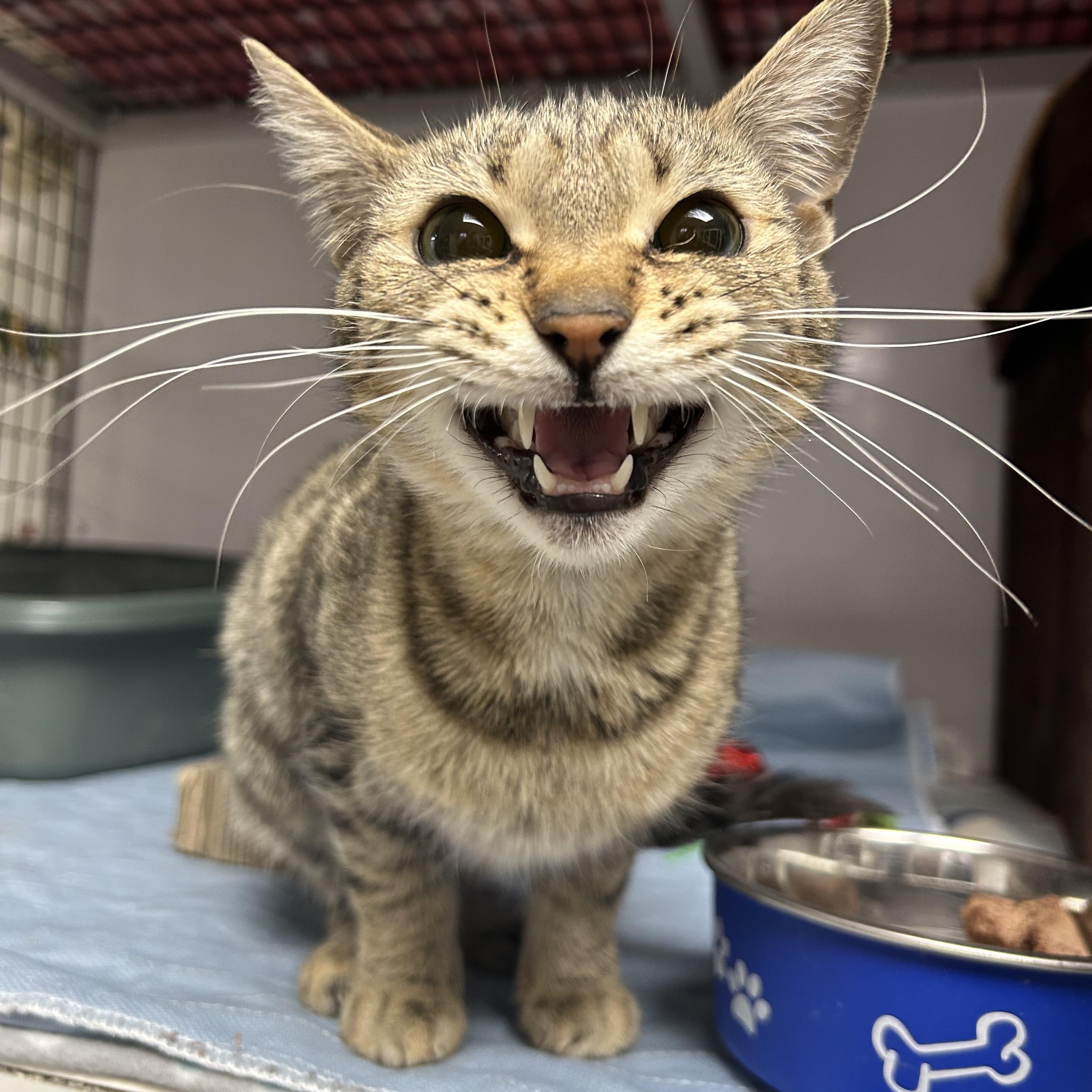 Rumi, an adopted Domestic Short Hair in White Oak, PA image 3/3