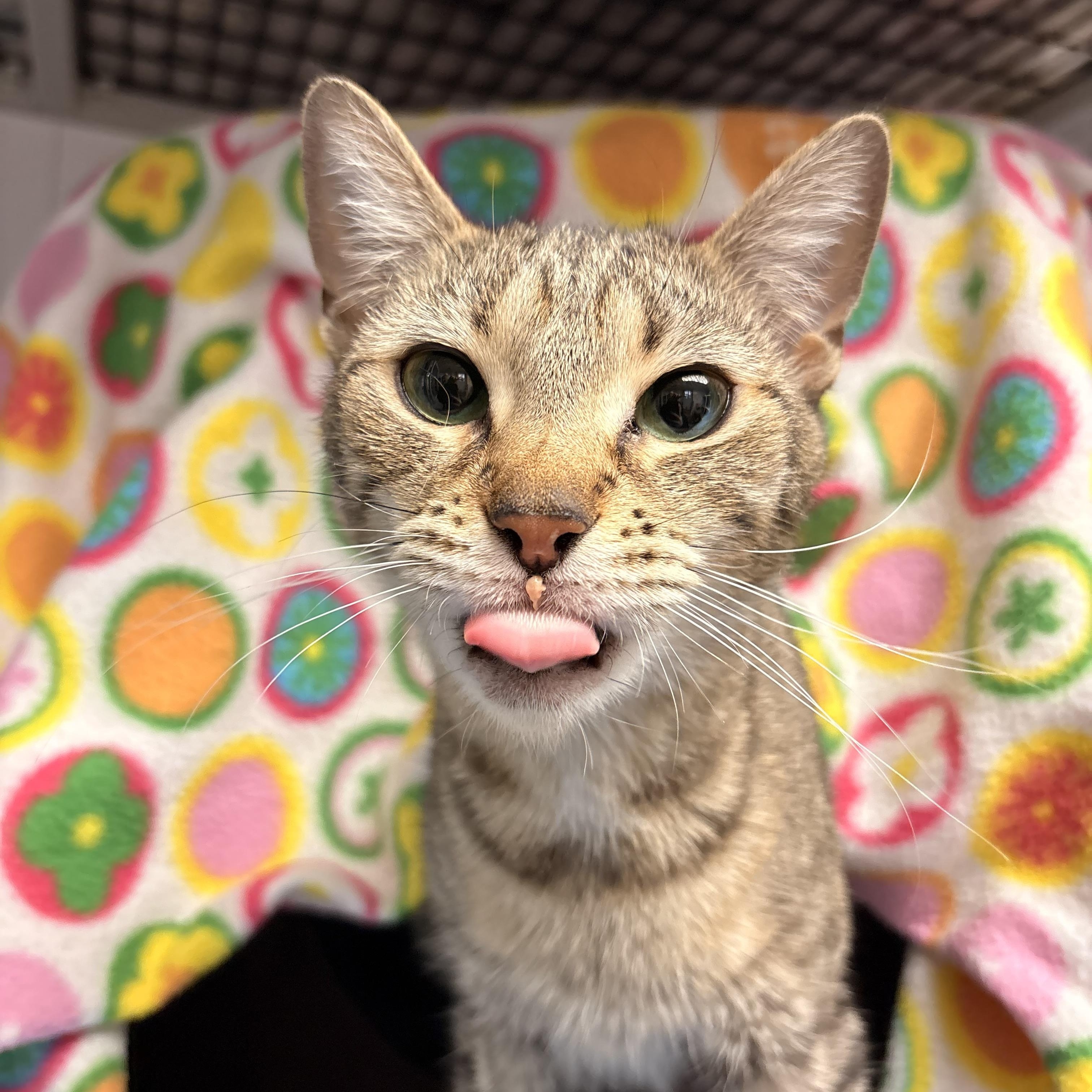 Rumi, adopted, Adult Female Domestic Short Hair.