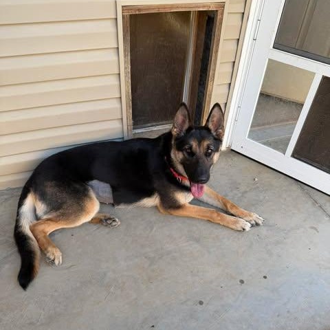 Enlarge Athena, an adopted German Shepherd Dog in Greeneville, TN image 1/6