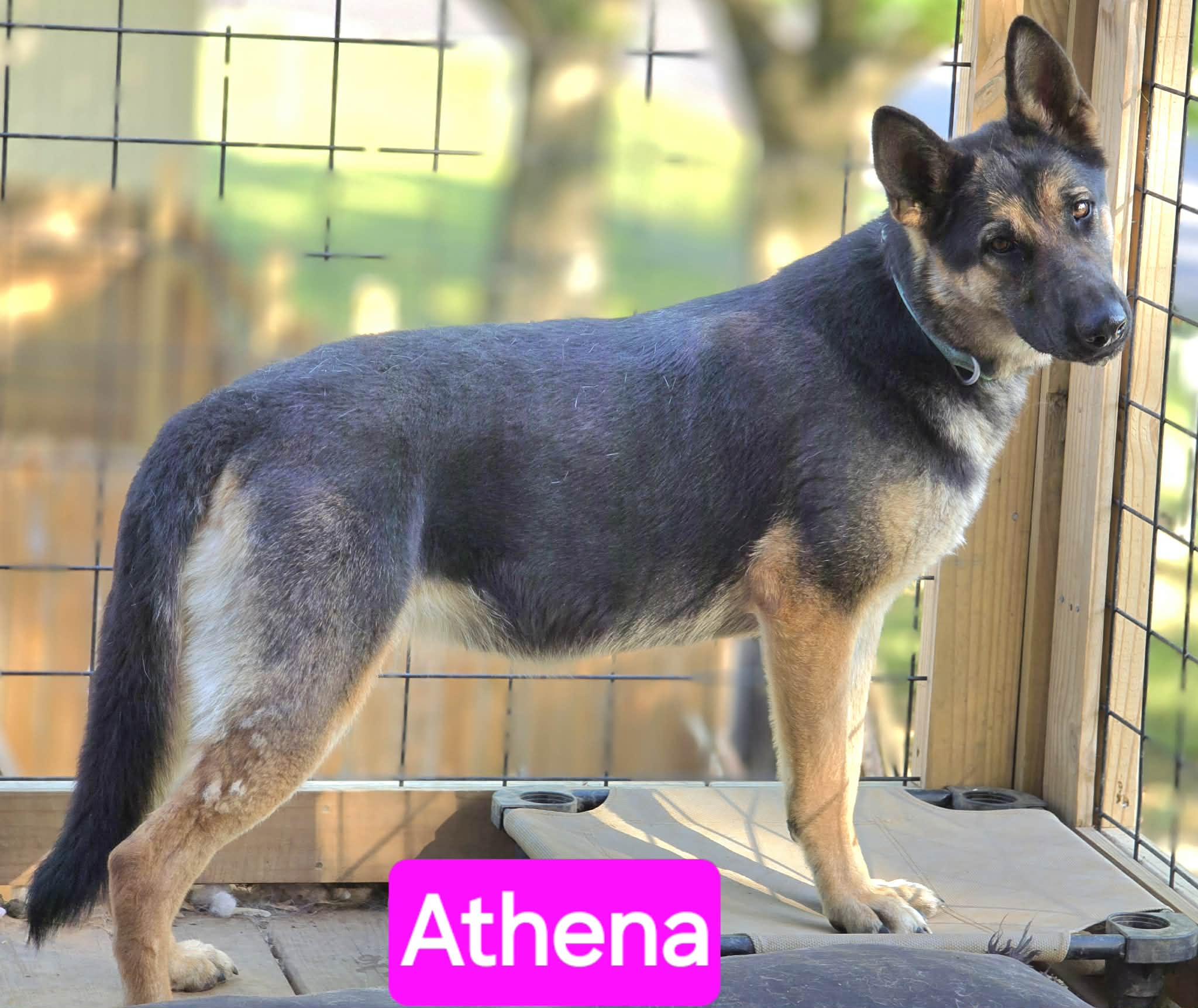 Enlarge Athena, an adopted German Shepherd Dog in Greeneville, TN image 2/6
