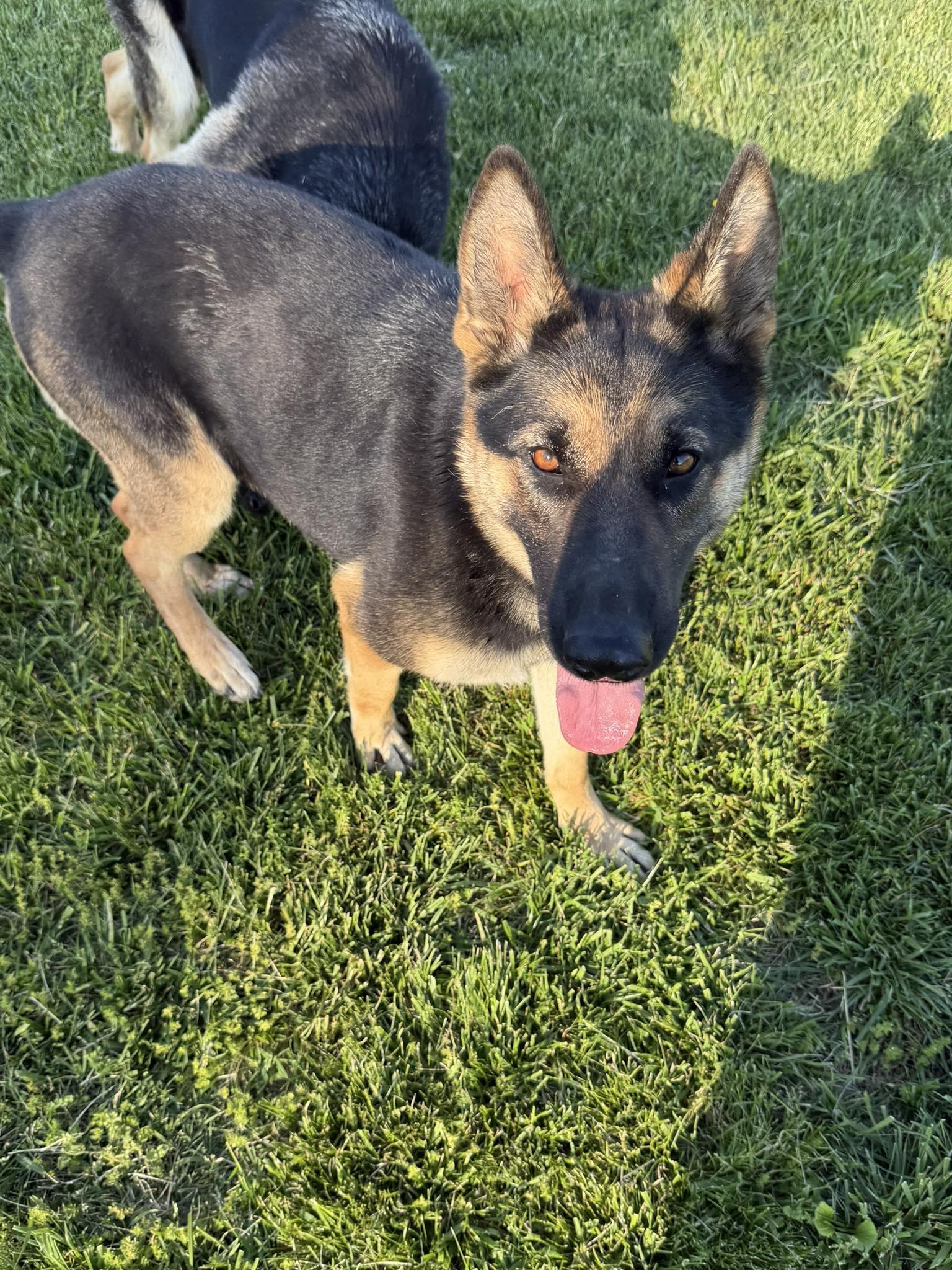 Enlarge Athena, an adopted German Shepherd Dog in Greeneville, TN image 3/6