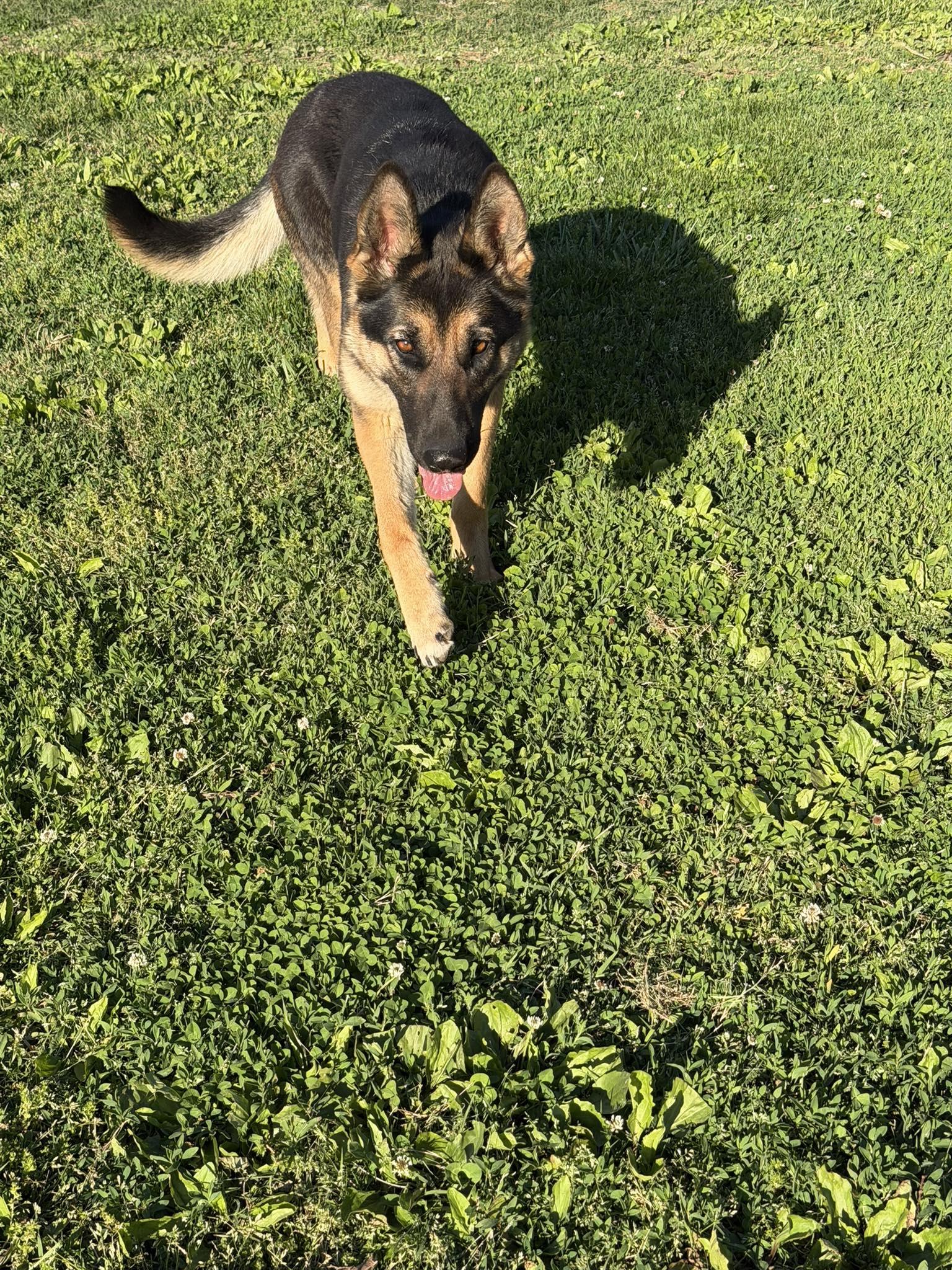 Enlarge Athena, an adopted German Shepherd Dog in Greeneville, TN image 4/6