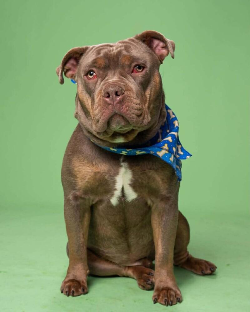 Ravioli, Adoptable, Young Male American Bully.