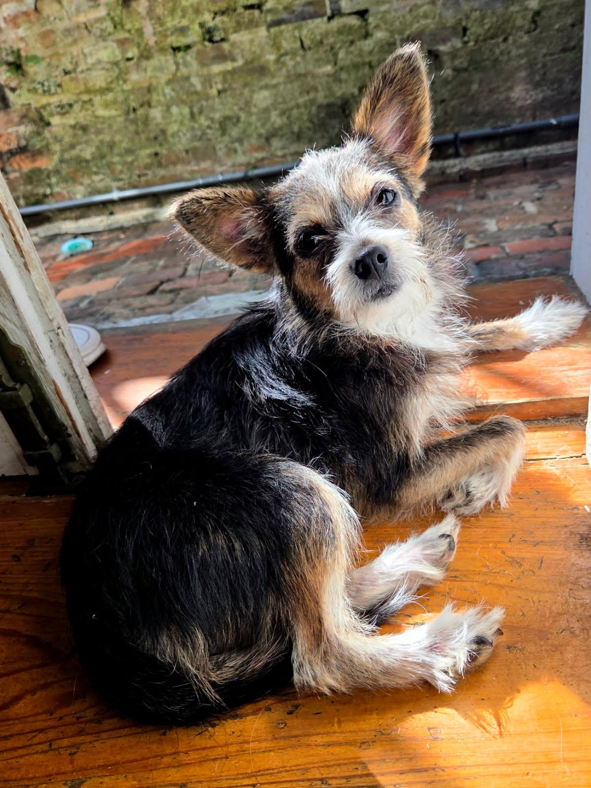 Jessica Alba Yorkshire Terrier Dog