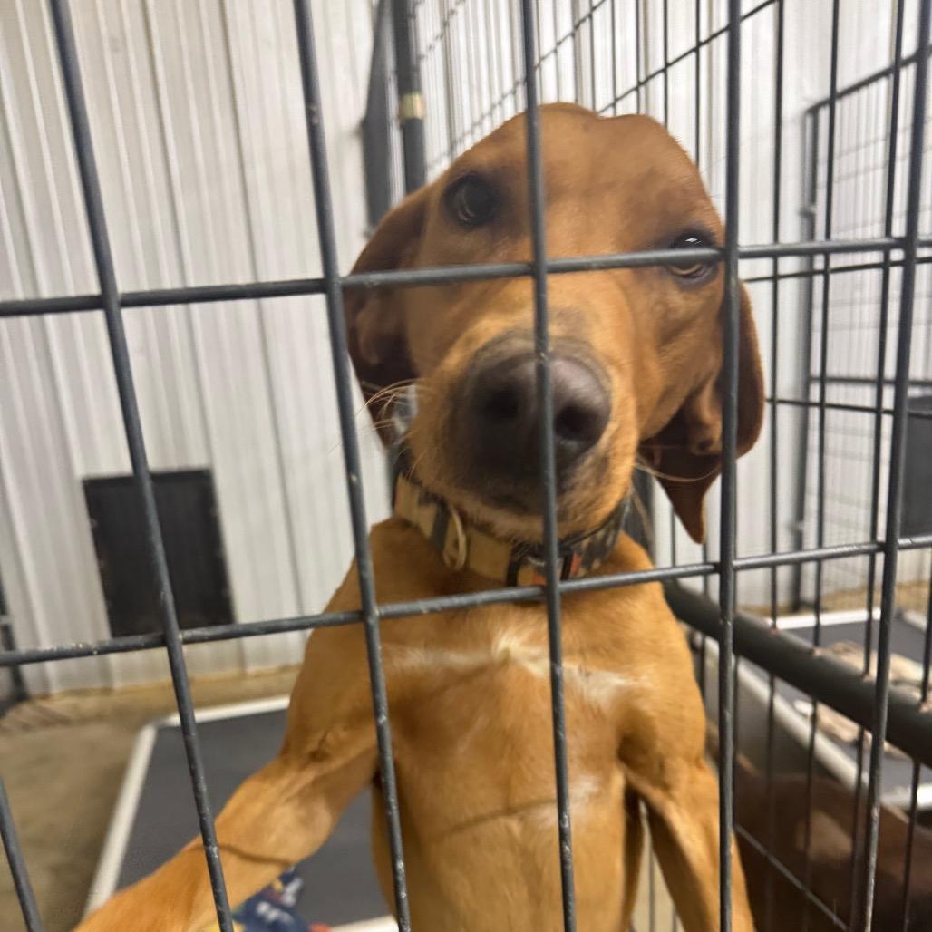 Enlarge Bobby Flay, a Adoptable mixed breed in Enfield, NH image 2/6