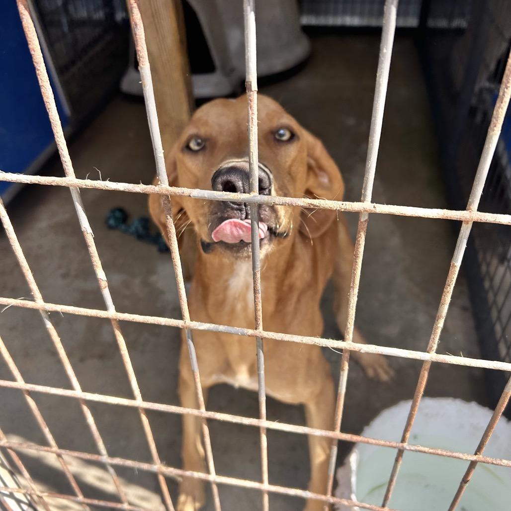 Enlarge Bobby Flay, a Adoptable mixed breed in Enfield, NH image 3/6