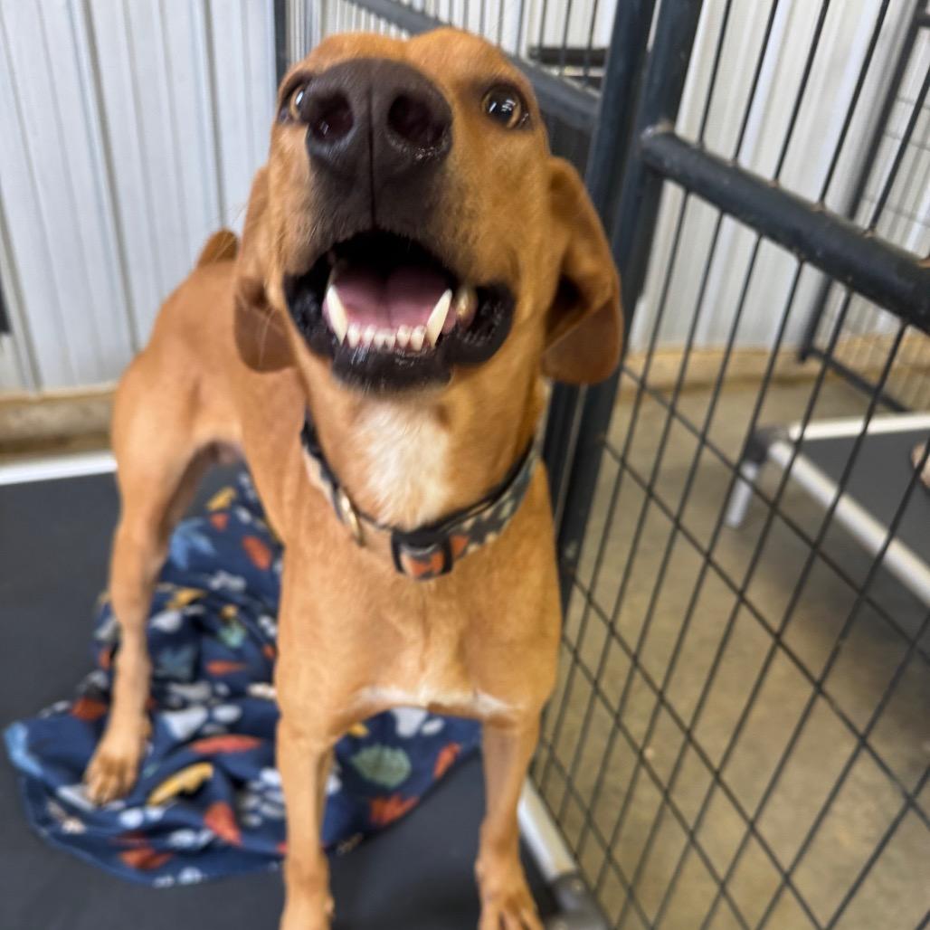 Enlarge Bobby Flay, a Adoptable mixed breed in Enfield, NH image 4/6
