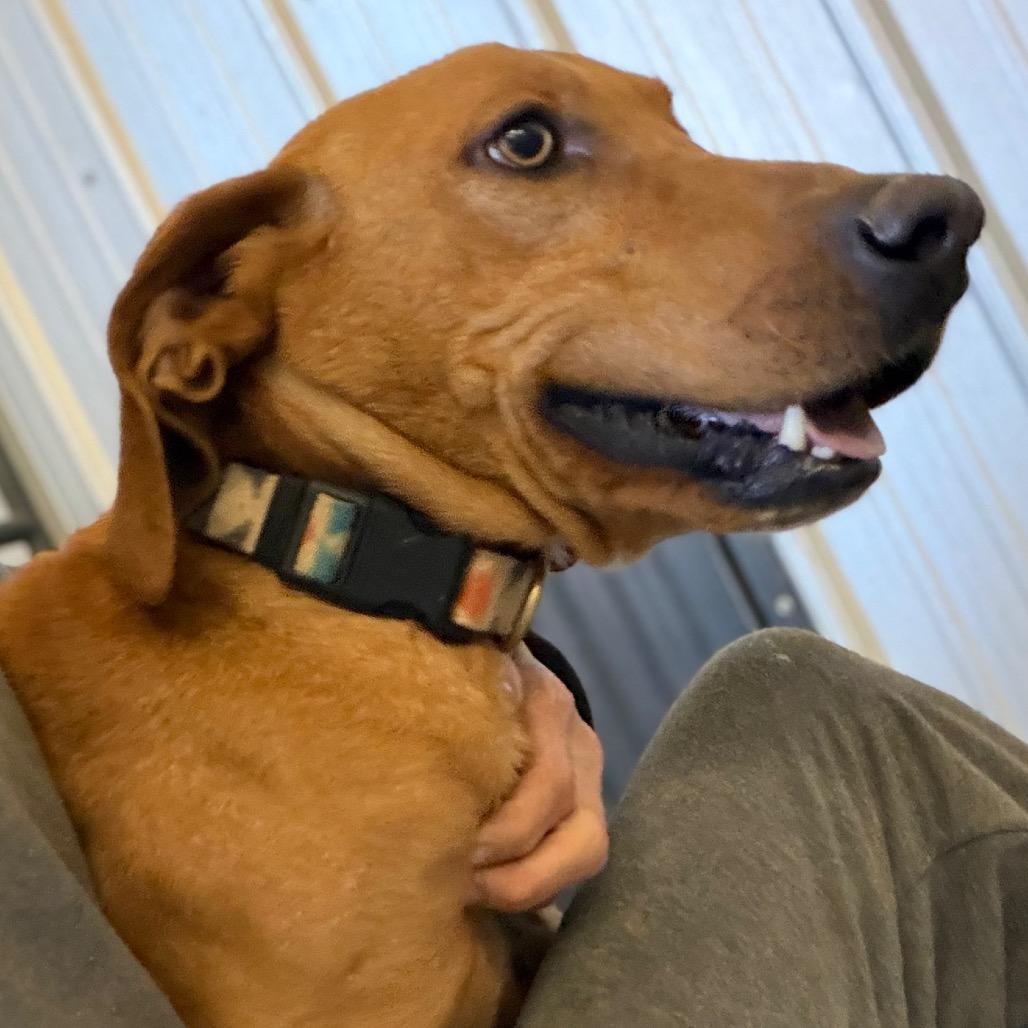 Enlarge Bobby Flay, a Adoptable mixed breed in Enfield, NH image 6/6