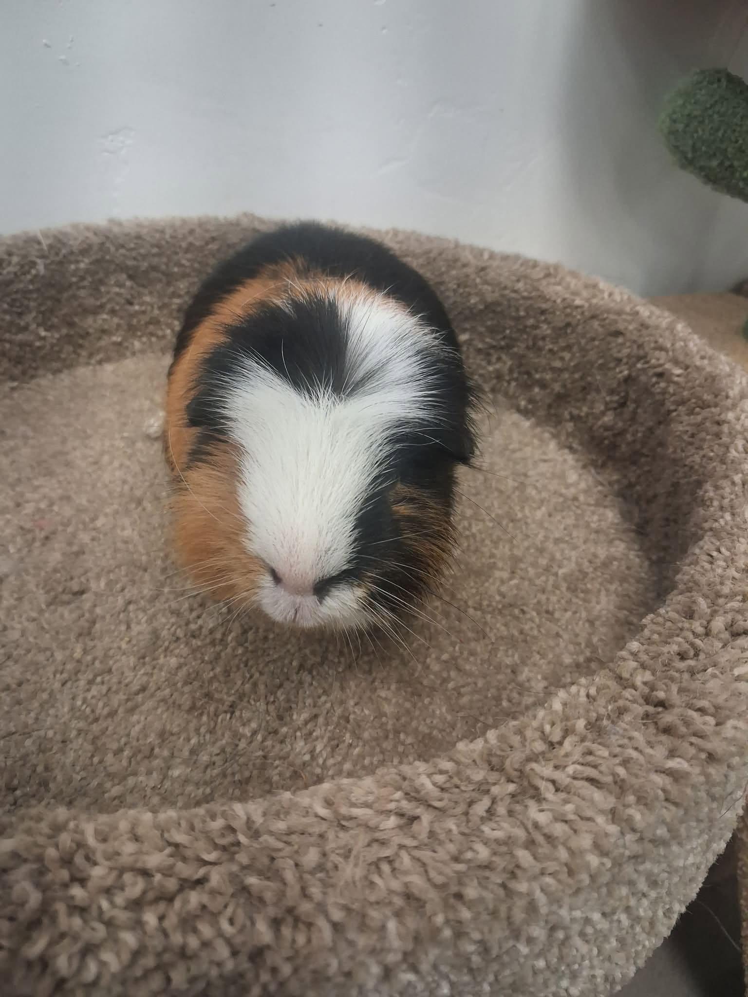 Enlarge Snickers, a ADOPTABLE Guinea Pig in Roosevelt, UT image 2/3