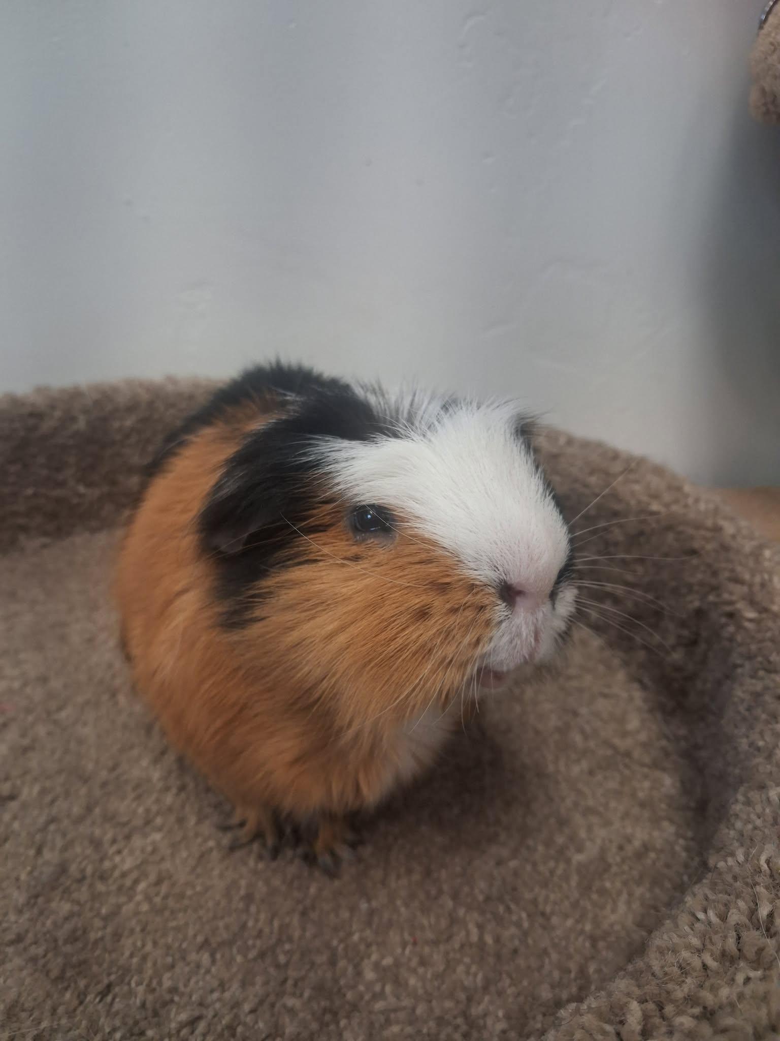 Enlarge Snickers, a ADOPTABLE Guinea Pig in Roosevelt, UT image 3/3