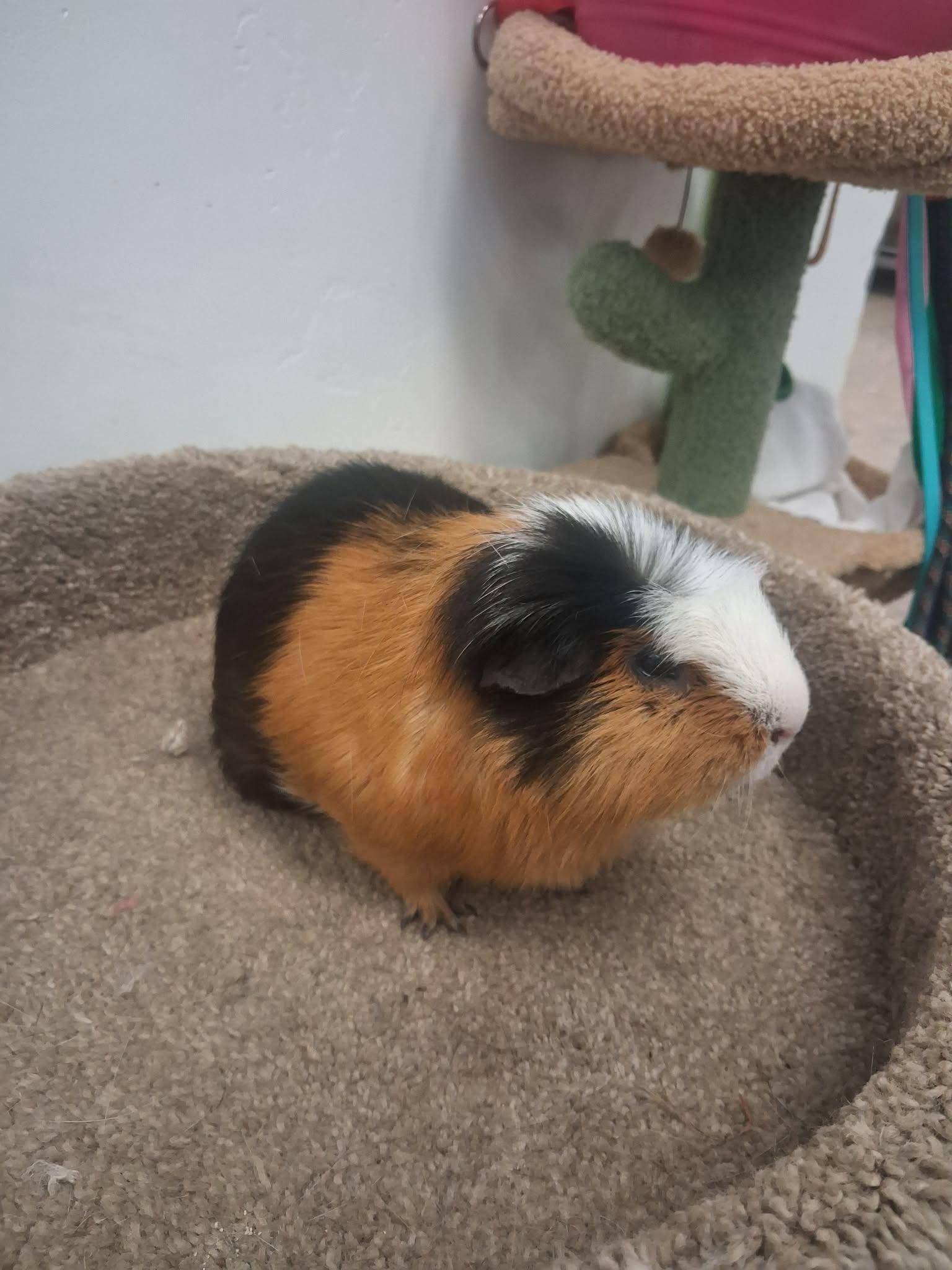 Enlarge Snickers, a ADOPTABLE Guinea Pig in Roosevelt, UT image 1/3