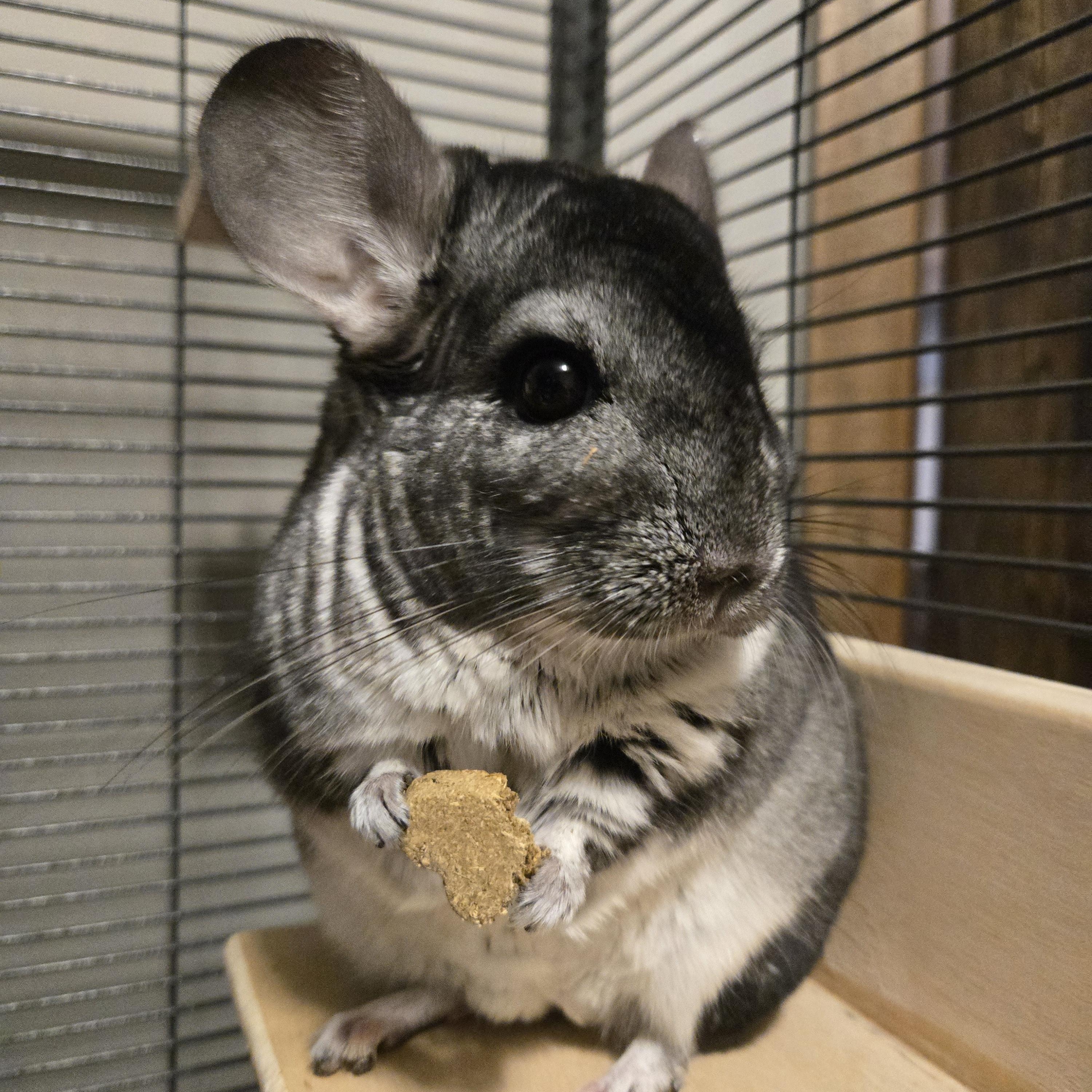 Heffalump, ADOPTABLE, Adult Female Chinchilla.