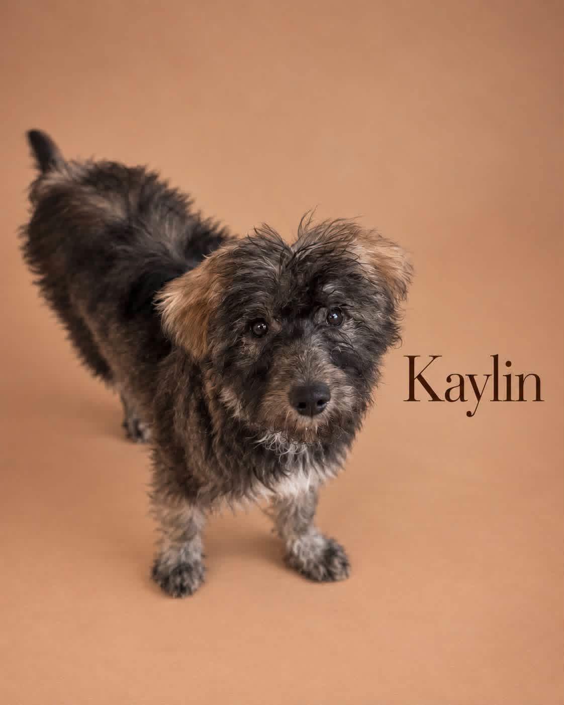 Enlarge Kaylin, a Adoptable mixed breed in MYRTLE BEACH, SC image 1/1