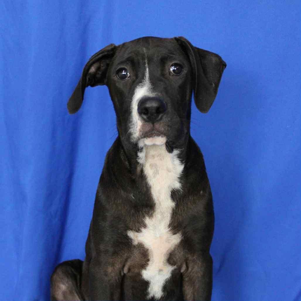 ($300 adoption fee) Tropic in NH! Come Meet our Adoptable Dogs Wednesday-Saturday. More info in Bio!