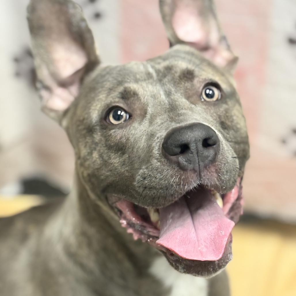 Dax, Adoptable, Adult Male Pit Bull Terrier.