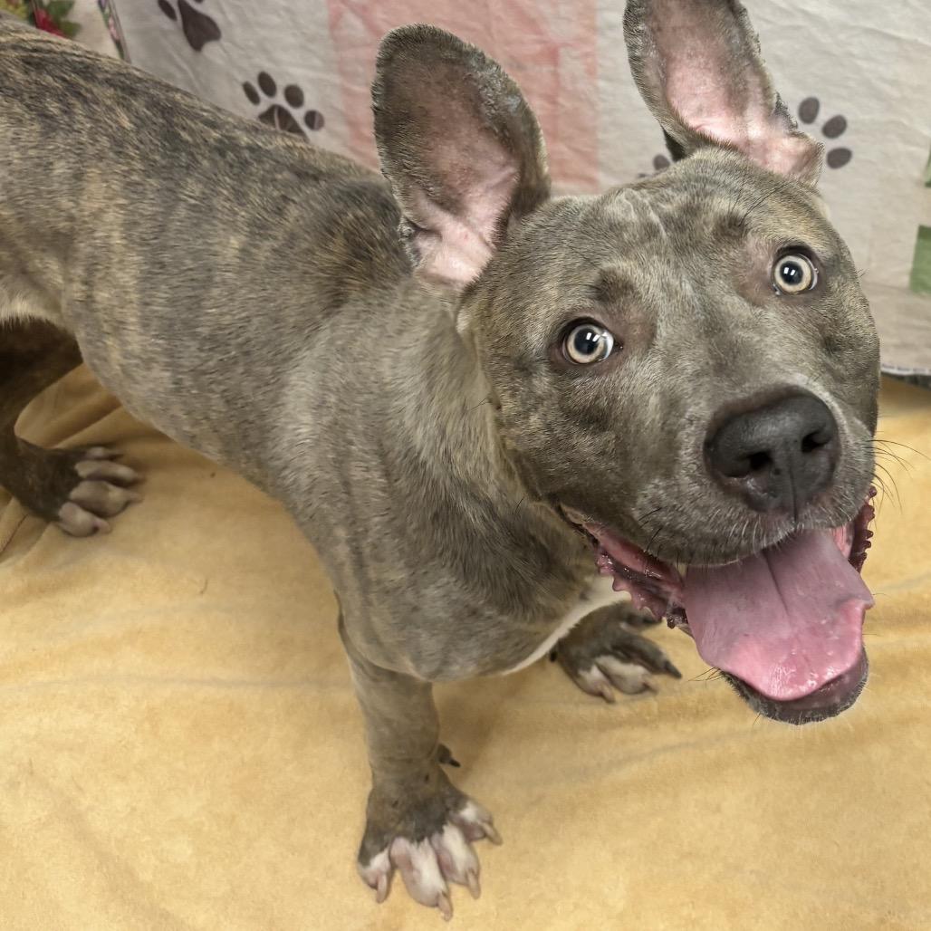 Enlarge Dax, a Adoptable Pit Bull Terrier in Salt Lake City, UT image 2/4