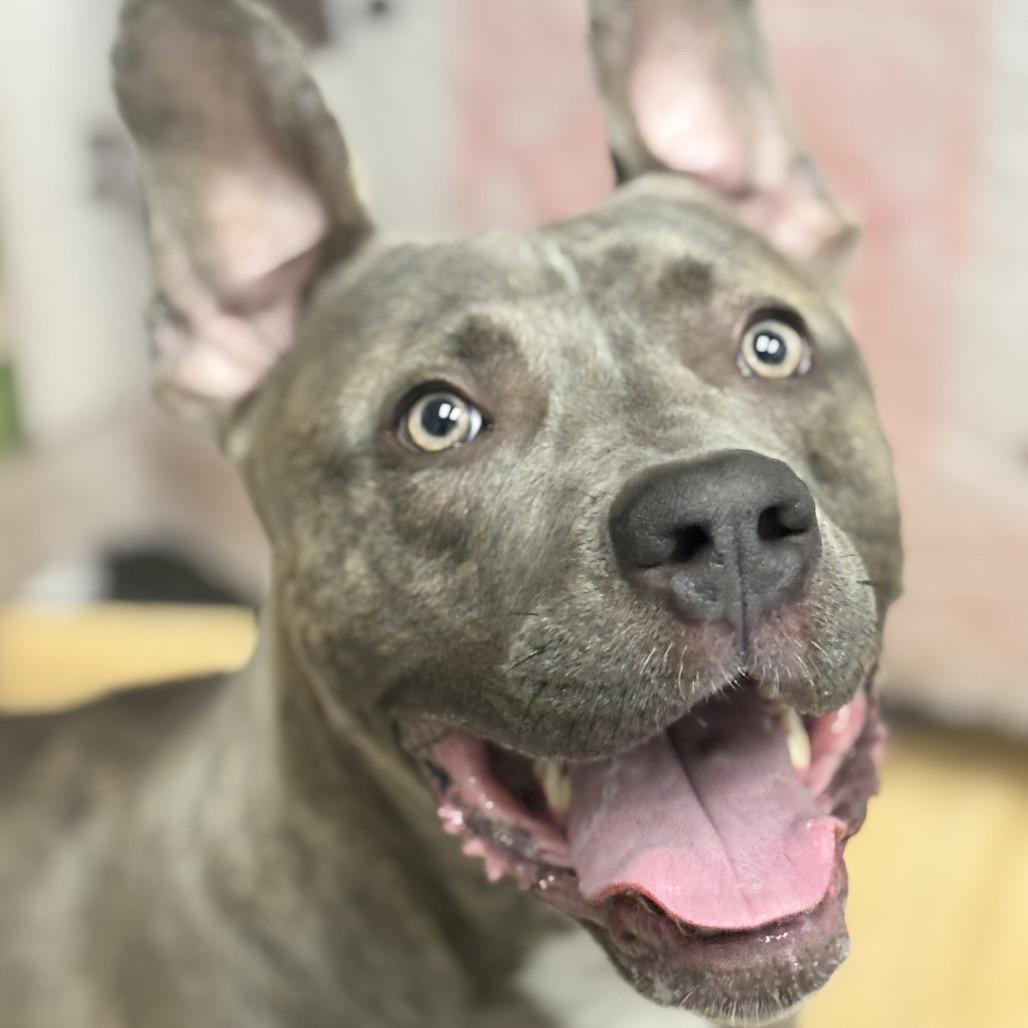 Enlarge Dax, a Adoptable Pit Bull Terrier in Salt Lake City, UT image 3/4