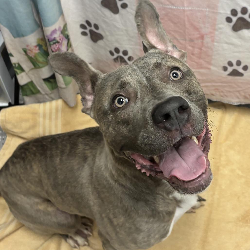 Enlarge Dax, a Adoptable Pit Bull Terrier in Salt Lake City, UT image 4/4