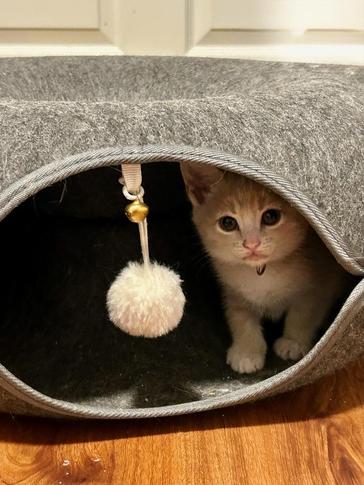 Rarity, Adoptable, Kitten Female Domestic Medium Hair.