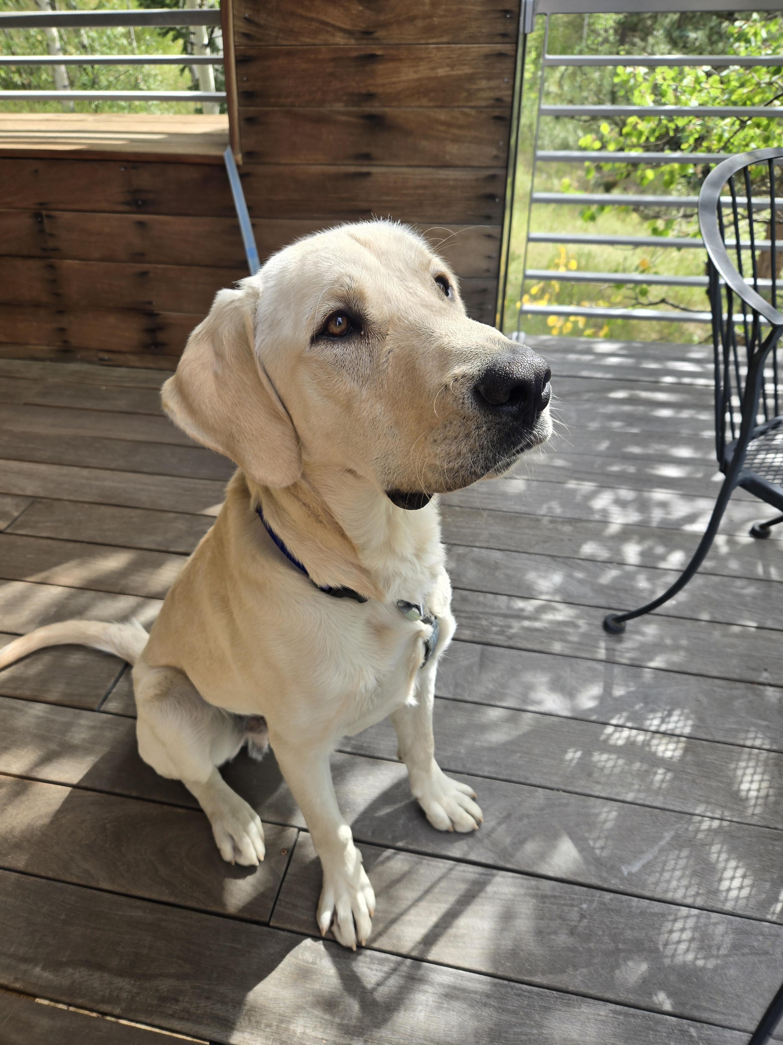 Goofy, a Adoptable Labrador Retriever in Golden, CO image 2/4