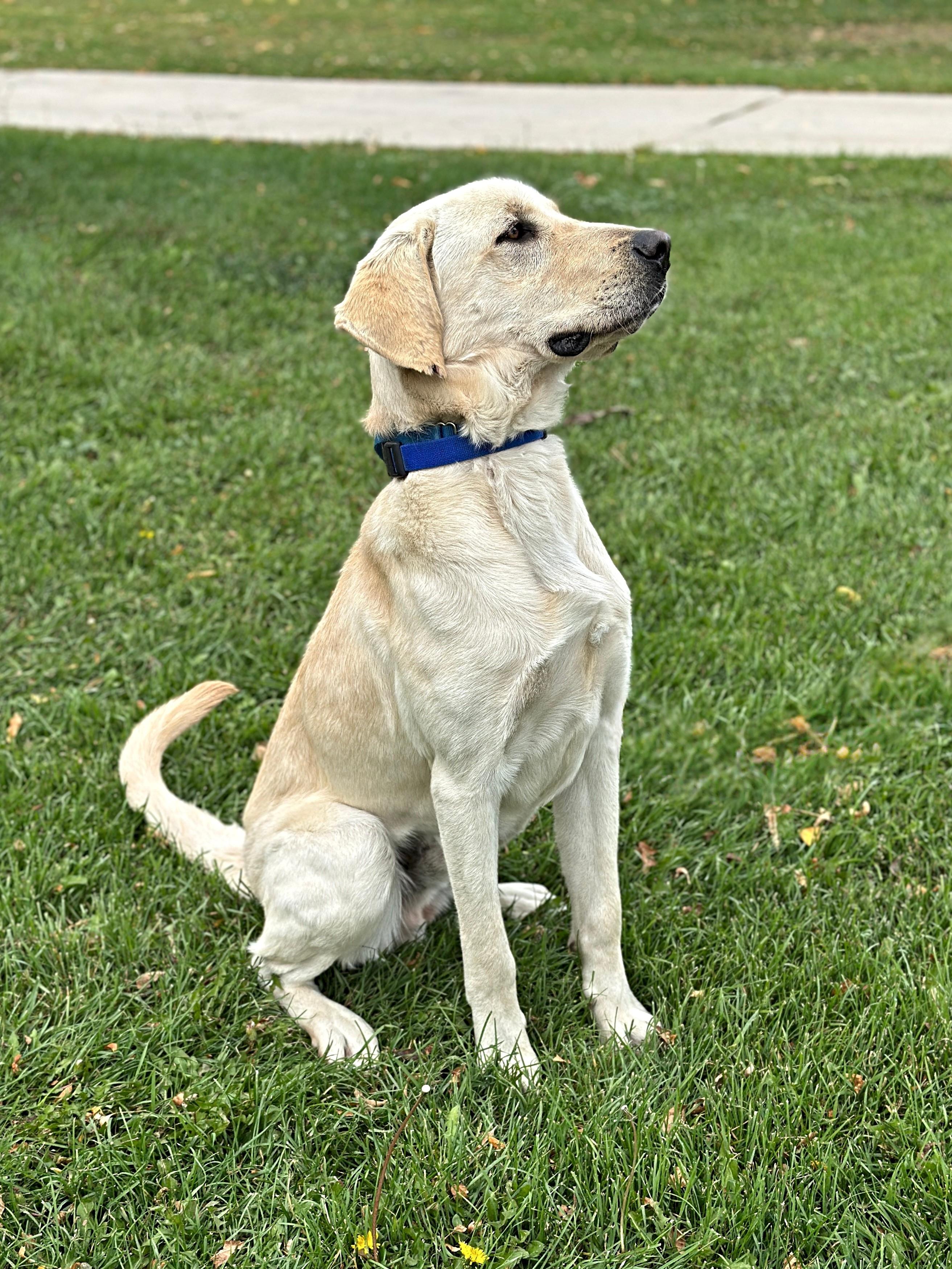 Goofy, a Adoptable Labrador Retriever in Golden, CO image 3/4